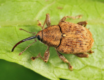 Curculio obtusus