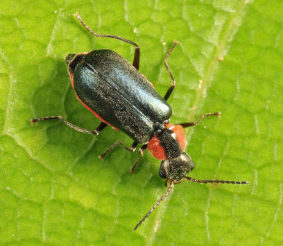 Nodopus flavilabris (female)