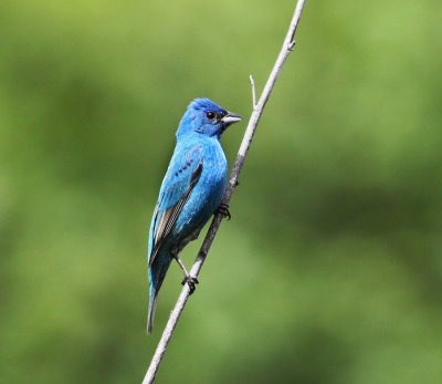 Indigo Bunting - Passerina cyanea