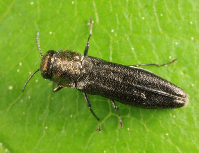 Agrilus sp.