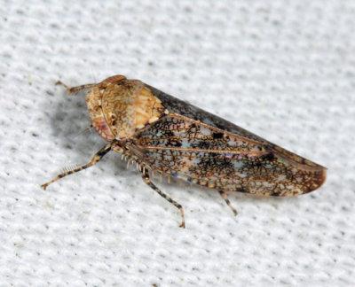 Paraphlepsius collitus