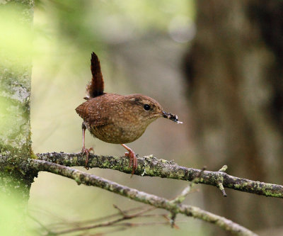 Winter Wren - Troglodytes hiemalis