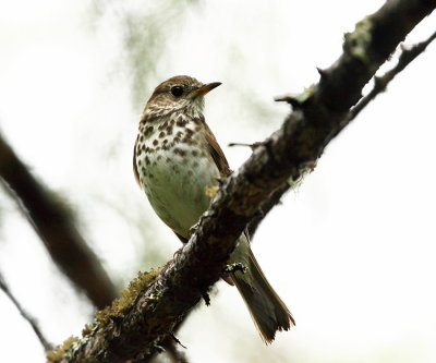 Swainson's Thrush - Catharus ustulatus