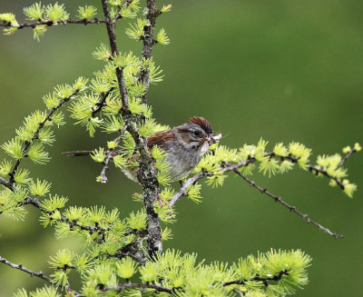 Swamp Sparrow  Melospiza georgiana