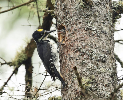Black-backed Woodpecker - Picoides arcticus (male feeding chicks)