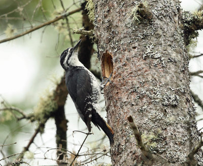 Black-backed Woodpecker - Picoides arcticus (male at nest hole)