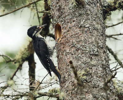 Black-backed Woodpecker - Picoides arcticus (female feeding chicks)