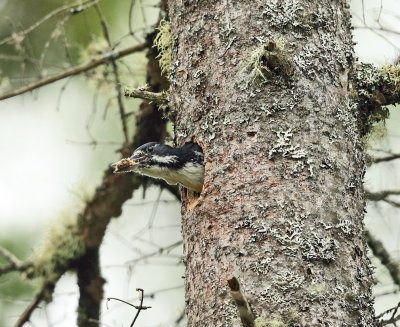 Black-backed Woodpecker - Picoides arcticus (female removing chick's droppings from nest)