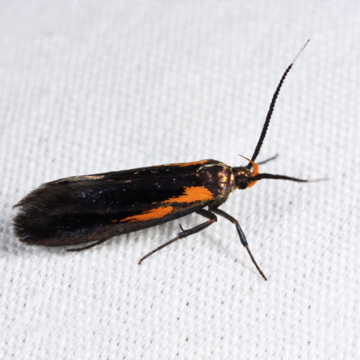 1059 - Newman's Mathildana Moth - Mathildana newmanella