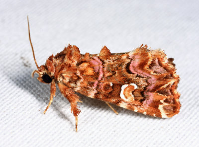 9631 - Pink-Shaded Fern Moth - Callopistria mollissima