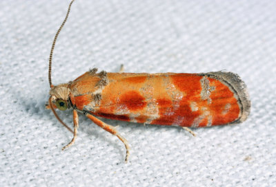 2867 - European Pine Shoot Moth - Rhyacionia buoliana