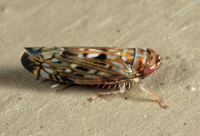 Scaphoideus carinatus