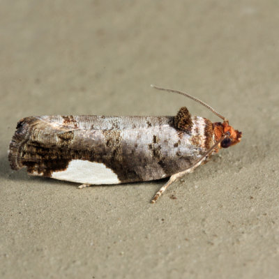 2863 - White-spotted Hedya - Hedya chionosema