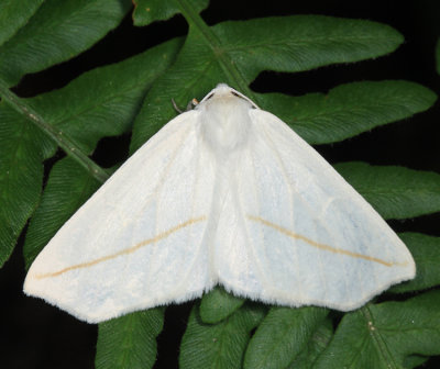 6964 - White Slant-Line - Tetracis cachexiata