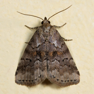 9038 - White-lined Graylet - Hyperstrotia villificans