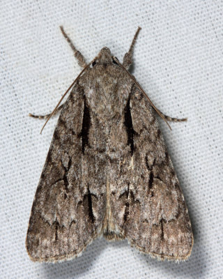9238  Greater Oak Dagger Moth  Acronicta lobeliae