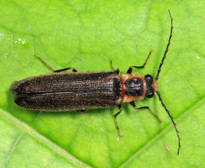 Denticollis denticornis