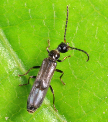 Malthodes sp.