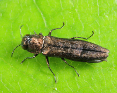 Agrilus sp.