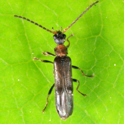 Malthodes sp.