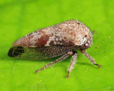 Ophiderma pubescens 