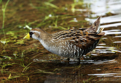 Sora - Porzana carolina