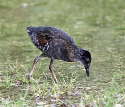 Virginia Rail - Rallus limicola (young chick)