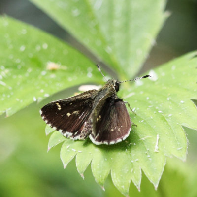 Pepper and Salt Skipper - Amblyscirtes hegon