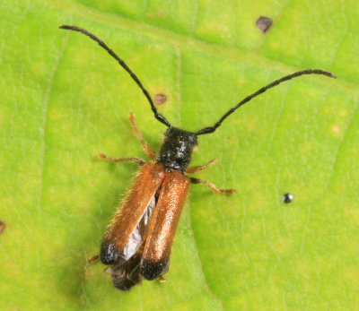 Plum Beetle - Tetrops praeusta