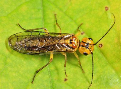 Webspinning and Leafrolling Sawflies - Pamphiliidae