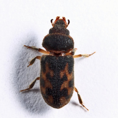 Variegated Mud-loving Beetles - Heteroceridae