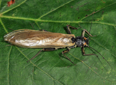 Common Stone - Acroneuria abnormis