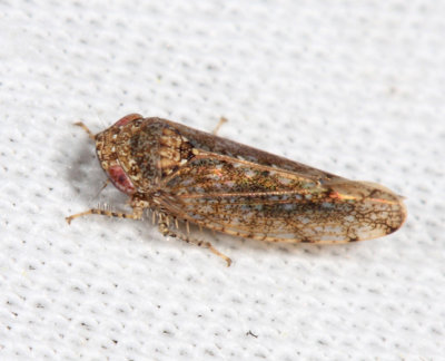Paraphlepsius irroratus