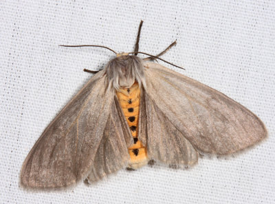 8238 - Milkweed Tussock Moth - Euchaetes egle