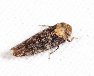 Paraphlepsius collitus