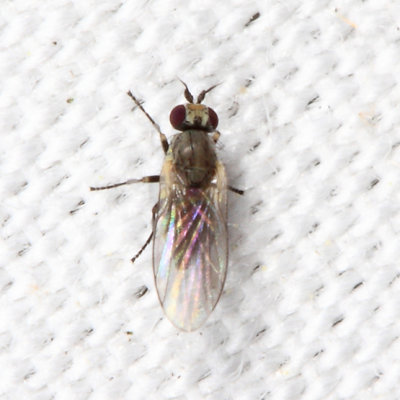 Phytomyza sp.