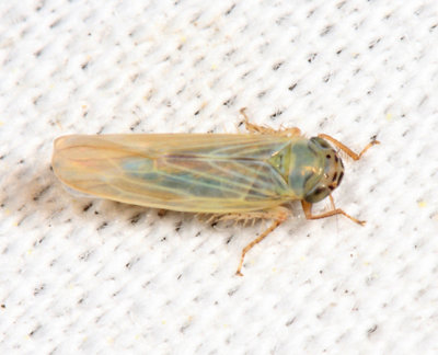  Aster Leafhopper - Macrosteles quadrilineatus