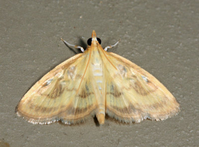 4945 - Pale-winged Crocidophora - Crocidophora tuberculalis