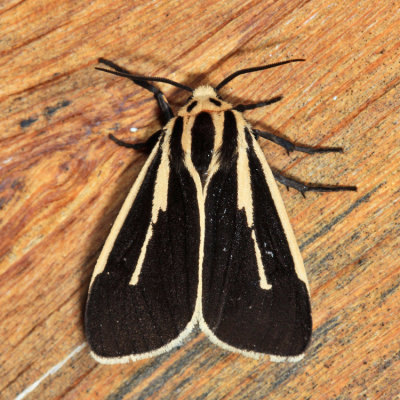 8170 - Banded Tiger Moth - Apantesis vittata
