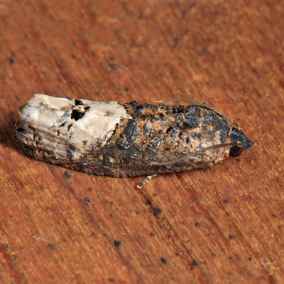 3497 - Locust Twig Borer Moth - Ecdytolopha insiticiana
