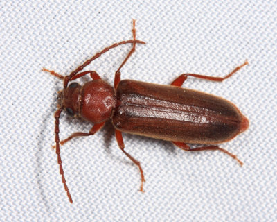 Longhorned Beetles - Subfamily Spondylidinae