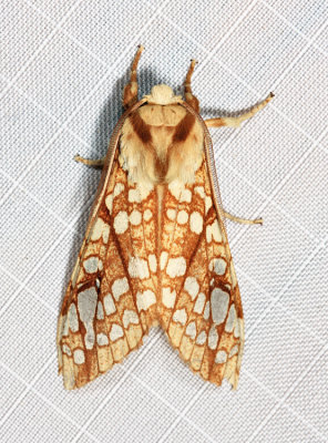 8211 - Hickory Tussock Moth - Lophocampa caryae