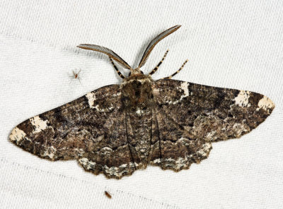 6763 - Oak Beauty - Phaeoura quernaria