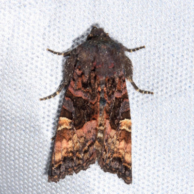 9545 - American Angle Shades - Euplexia benesimilis