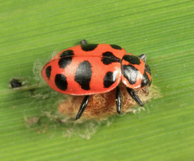 Lady Beetle parasitized by Dinocampus coccinellae