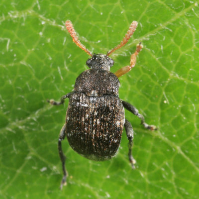 Vetch Bruchid - Bruchus brachialis