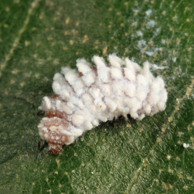 Scymnus sp. (larva)