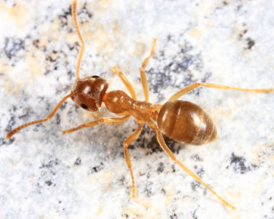 Lasius neoniger