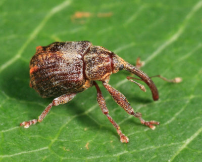 Apple Curculio - Anthonomus quadrigibbus