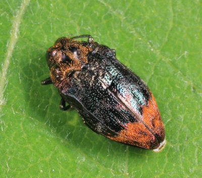 Metallic Wood-boring Beetles - Genus  Brachys